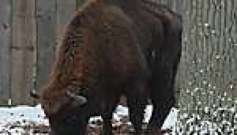 …powieźli i żubra